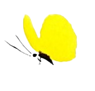 papillon jaune solitaire